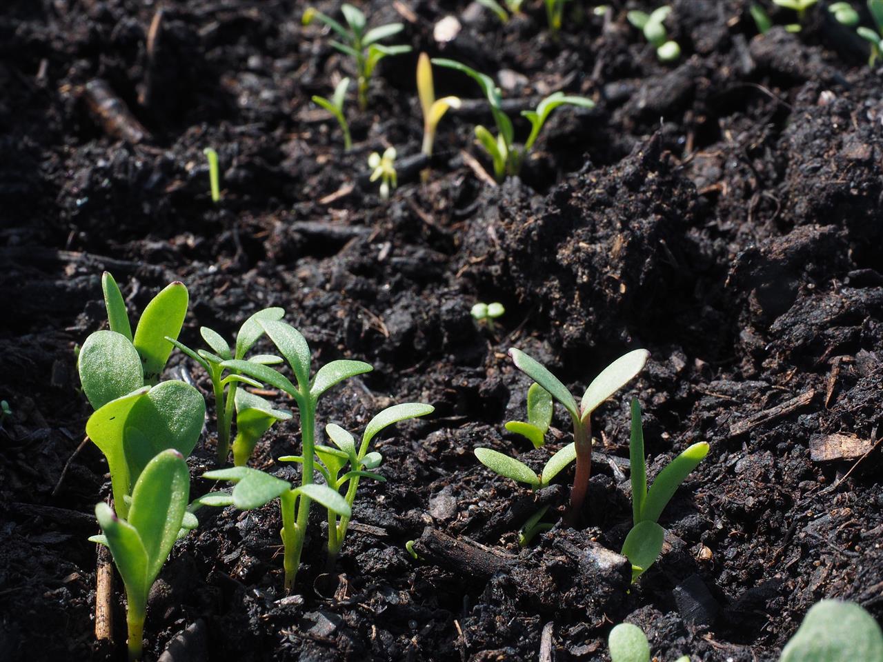 Anlæg have med muldjord fra GrusDirekte.dk